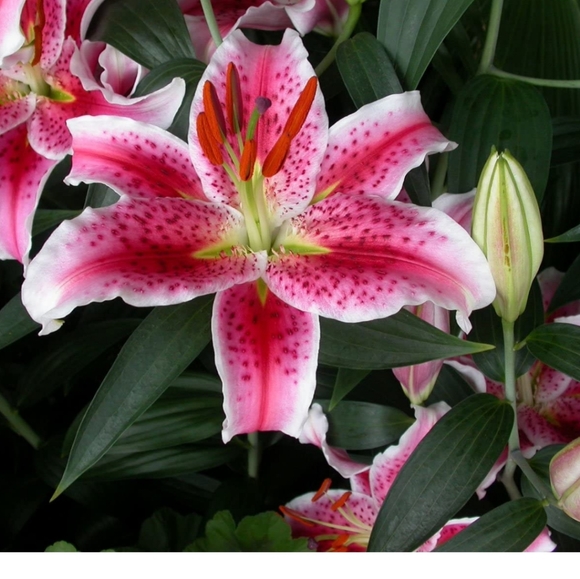 Victoria's Secret Very Sexy Pink Push Up Bandeau Size: 34D NWT - Picture 12 of 16